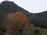 DSCF3556